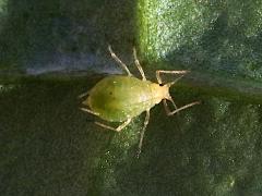 (Aphidinae Aphid) dorsal (Aphidinae Aphid) dorsal