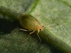 (Aphidinae Aphid) lateral (Aphidinae Aphid) lateral