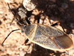 (California Bordered Plant Bug) dorsal (California Bordered Plant Bug) dorsal