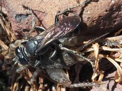 (Arg. Square-headed Wasp) hunts Japanese Burrowing Cricket