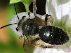 (Spring Beauty Miner) dorsal on Spring Beauty (Spring Beauty Miner) dorsal on Spring Beauty