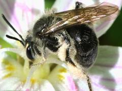 (Spring Beauty Miner) lateral on Spring Beauty (Spring Beauty Miner) lateral on Spring Beauty