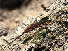 (Irritator Ichneumon Wasp) female body (Irritator Ichneumon Wasp) female body