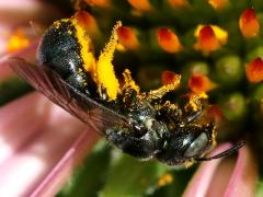 (Small Carpenter Bee) profile (Small Carpenter Bee) profile