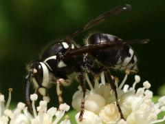 (Bald-faced Hornet) profile (Bald-faced Hornet) profile
