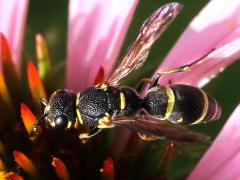 (Leionotus Potter Wasp) dorsal (Leionotus Potter Wasp) dorsal