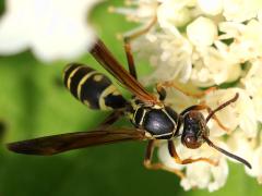 (Dark Paper Wasp) dorsal (Dark Paper Wasp) dorsal