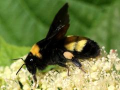 (Black-and-gold Bumble Bee) lateral (Black-and-gold Bumble Bee) lateral