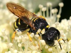 (Ect. Square-headed Wasp) frontal (Ect. Square-headed Wasp) frontal