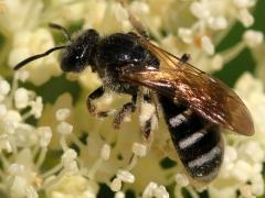 (Halictini Sweat Bee) dorsal (Halictini Sweat Bee) dorsal