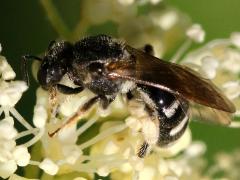 (Halictini Sweat Bee) profile (Halictini Sweat Bee) profile