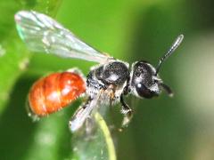 (Pseudo Sweat Bee) dorsal
