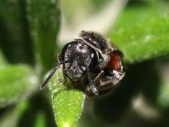 (Pseudo Sweat Bee) face
