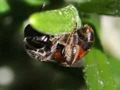 (Pseudo Sweat Bee) lateral