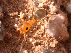 (Bicolored Pyramid Ant) dorsal
