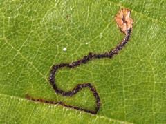 (Saginella Leafminer Moth) upperside mine on River Birch