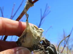 (Polyphemus Moth) cocoon on Red-osier Dogwood (Polyphemus Moth) cocoon on Red-osier Dogwood