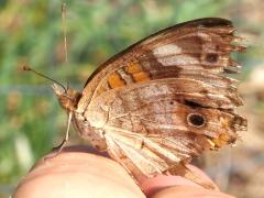 (Common Buckeye) underside (Common Buckeye) underside