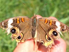 (Common Buckeye) upperside (Common Buckeye) upperside