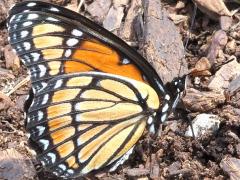 (Viceroy) underside (Viceroy) underside