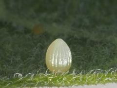 (Monarch) egg on Common Milkweed (Monarch) egg on Common Milkweed