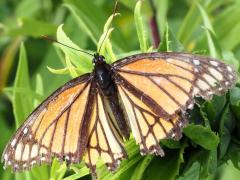 (Viceroy) male claspers (Viceroy) male claspers