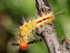 (White-marked Tussock Moth) caterpillar dorsal (White-marked Tussock Moth) caterpillar dorsal
