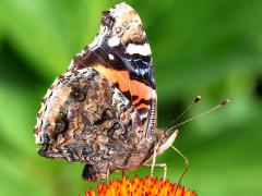 (Red Admiral) underside (Red Admiral) underside