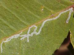 (Toyon Leafminer Moth) linear mine on Toyon