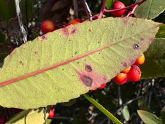 (Toyon Leafminer Moth) underside blotch on Toyon
