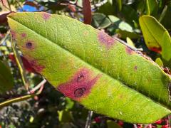 (Toyon Leafminer Moth) upperside blotch on Toyon