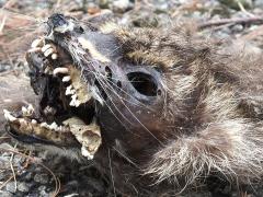 (Raccoon) juvenile skull (Raccoon) juvenile skull