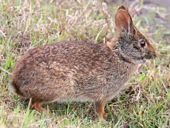 (Marsh Rabbit) standing