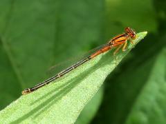 (Eastern Forktail) female teneral (Eastern Forktail) female teneral