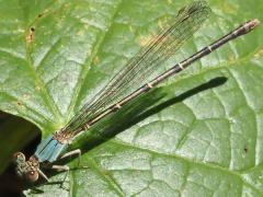 (Blue-fronted Dancer) female blue form (Blue-fronted Dancer) female blue form
