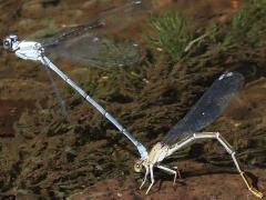 (Powdered Dancer) ovipositing (Powdered Dancer) ovipositing