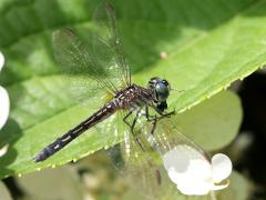 (Blue Dasher) female (Blue Dasher) female