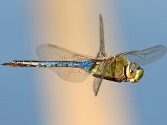 Wildlife Photos