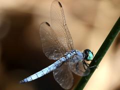 (Blue Dasher) male lateral
