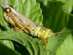 (Differential Grasshopper) male profile (Differential Grasshopper) male profile
