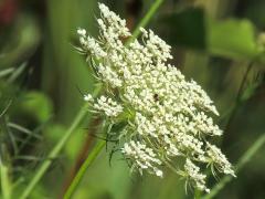 (Queen Anne's Lace) (Queen Anne's Lace)