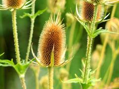 (Cutleaf Teasel) (Cutleaf Teasel)