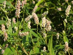 (Pennsylvania Knotweed) (Pennsylvania Knotweed)