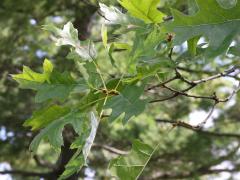 (Pin Oak) leaves (Pin Oak) leaves