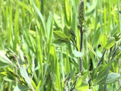 (White False Indigo)