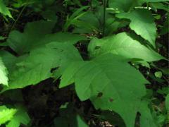 (Poison Ivy)