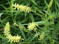 (Canadian Milk Vetch) (Canadian Milk Vetch)