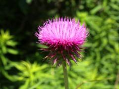 (Nodding Thistle) (Nodding Thistle)