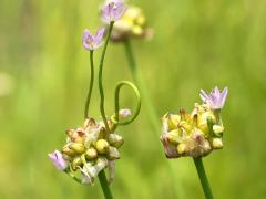 (Wild Garlic) flowers (Wild Garlic) flowers