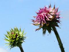 (Nodding Thistle) buds (Nodding Thistle) buds
